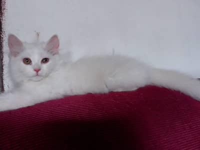 3 baby Persian cat double coat 1 baby price 8k and 3 baby price 20k