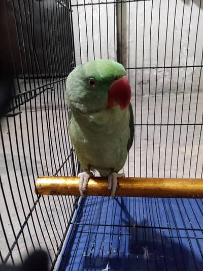 Raw Parrot