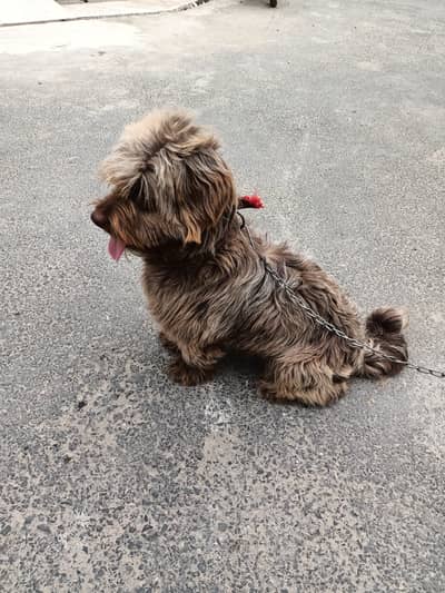 Poodle Male Dog | For sale | Dog for sale