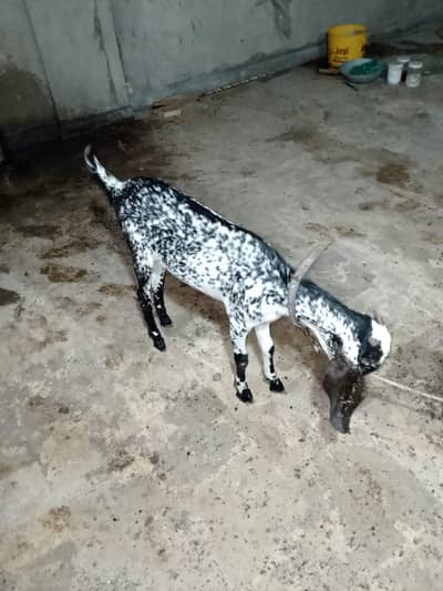 Goats 2 Female Kids