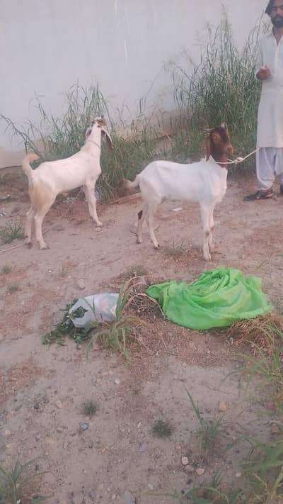 2 dant Bakra Qurbani Jori
