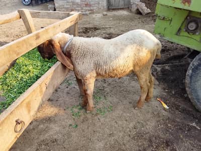 mundray chatray for sale