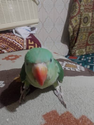 Raw perrot chick