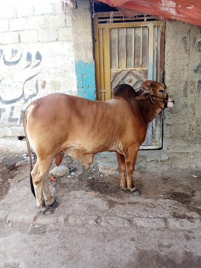 brown beauty is now available for sale contect 03433011069