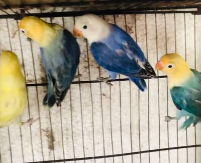 Love birds nd hogo