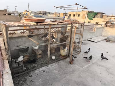 Kasid haray patti wale chapray mix