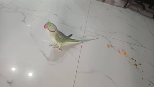 Raw hand tame talking parrot