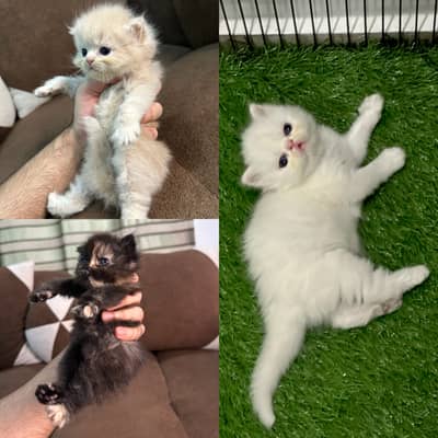Persian Kittens