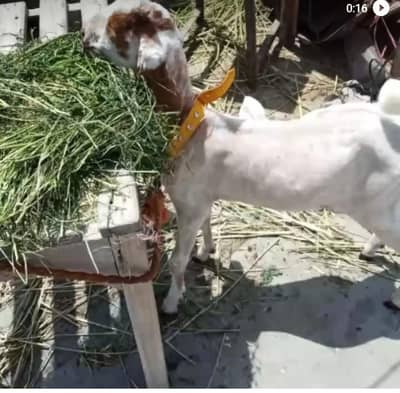 For sale urgent