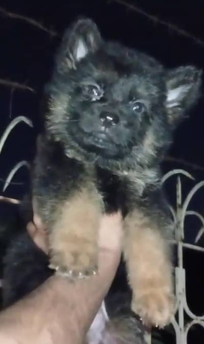 German Shepherd Female