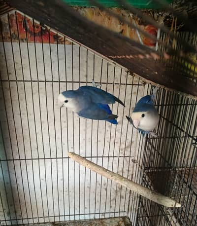 Love Bird Rosicollie For Sale