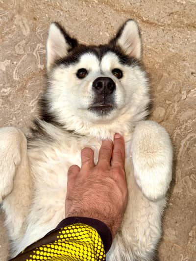 Siberian husky for urgent sale