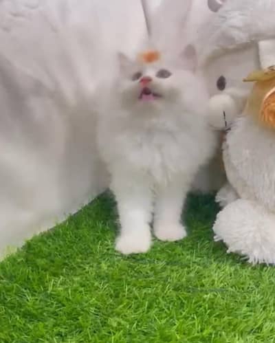 Persian long coat kitten's