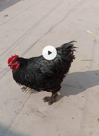 black buff male