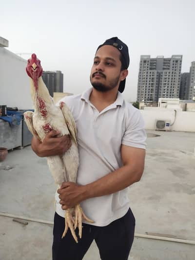 KING SIZE GERMAN WHITE O SHAMO WHATSAPP NO 03168035881