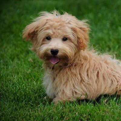 maltese breed golden loving dog