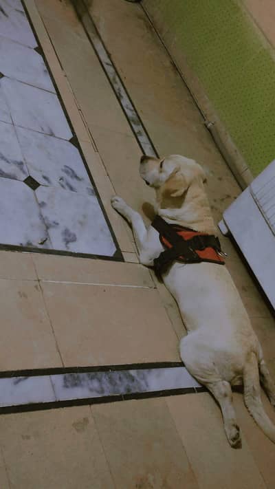 Labrador male _ active and healthy _