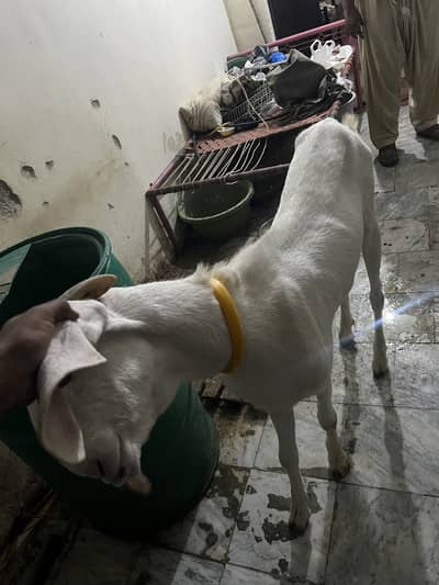 Rajanpuri goat for sale