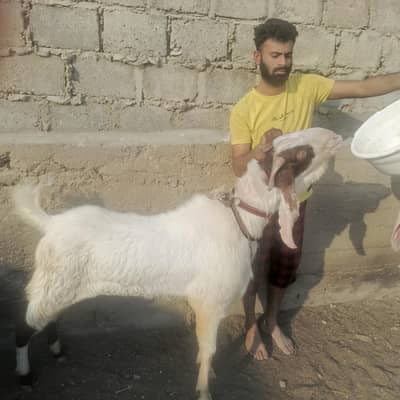 goat (Bakra 4 dath ) big size