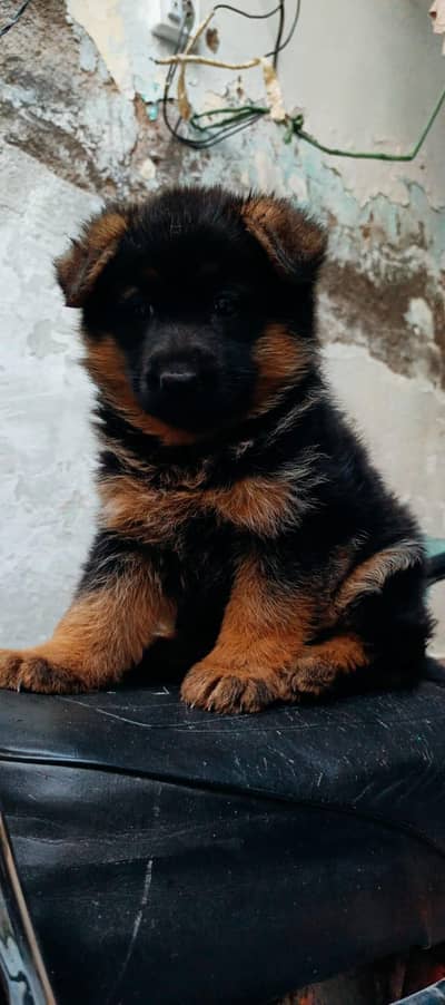 German shepherd puppies for sale 03221755833