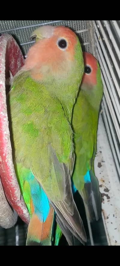 love birds for sale per pc 1200