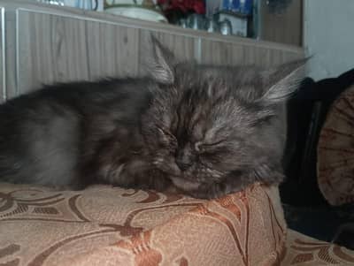 Persian triple coat