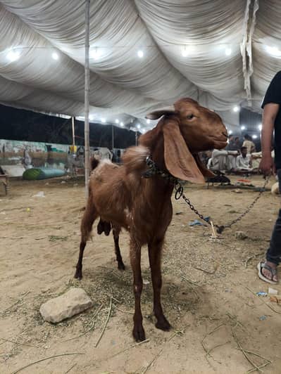 Ando Bakra 4dat ka ha ghr ka Pala hwa ha 2year hwa ha Pala hwa