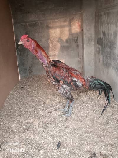 Pure dragon aseel morgha black skin black nok nali 03020448380