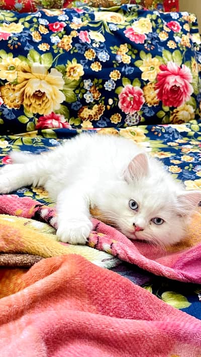 2 kittens seeking adorable home