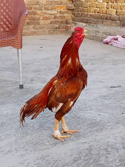 bht achi nasal ka parinda h