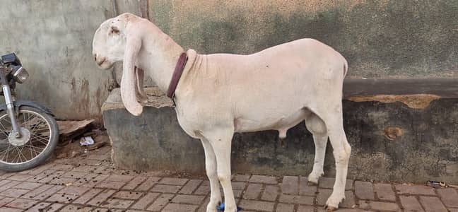 2 dat dumba larkana breed ghar ka pala huwa ha