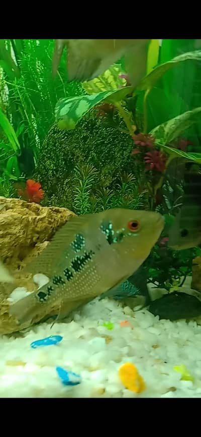 flowerhorn baby baby male