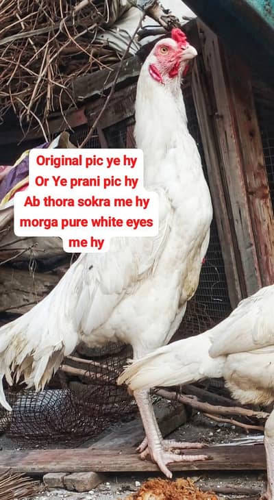 aseel heera male white eyes 11000 dosra 16500 o3017104771 cal whats ap