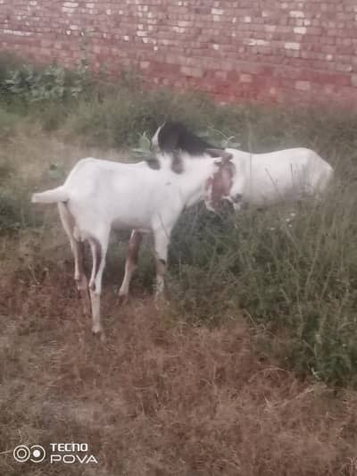 qurbani wale bakre 2026