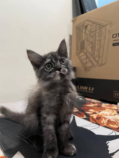 Black Persian cat dual coat