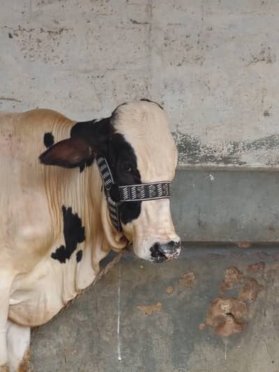Australian Breed Bachra available for sale