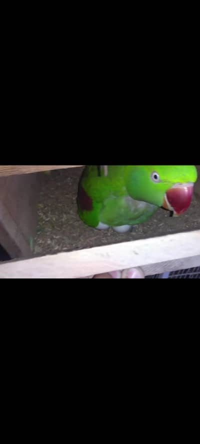 Kashmiri Raw parrot pair strong breeder