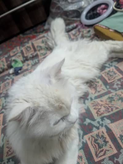 male cat