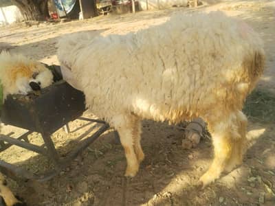 dasi sheep