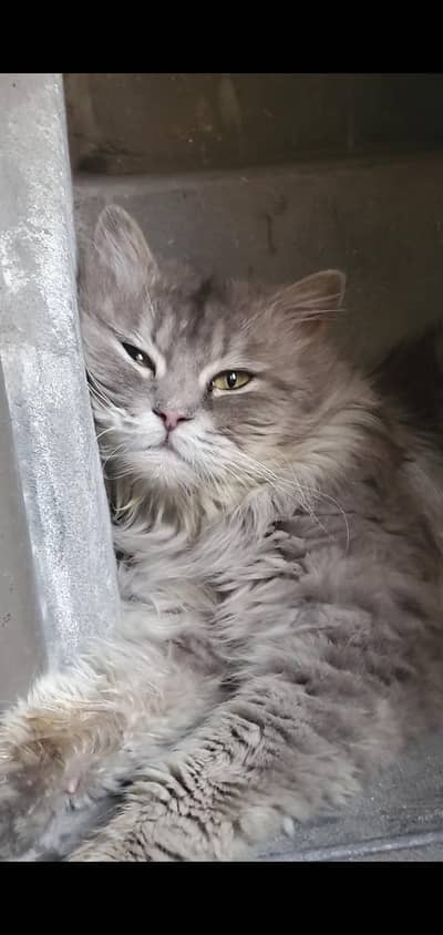 neutered male cat for sell