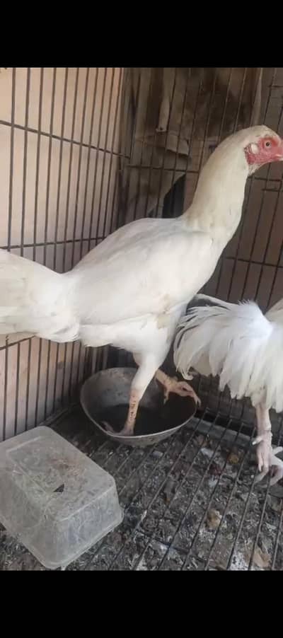 aseel papper white females available for sale
