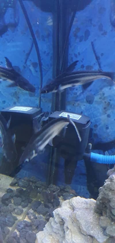 Blue Line Shark