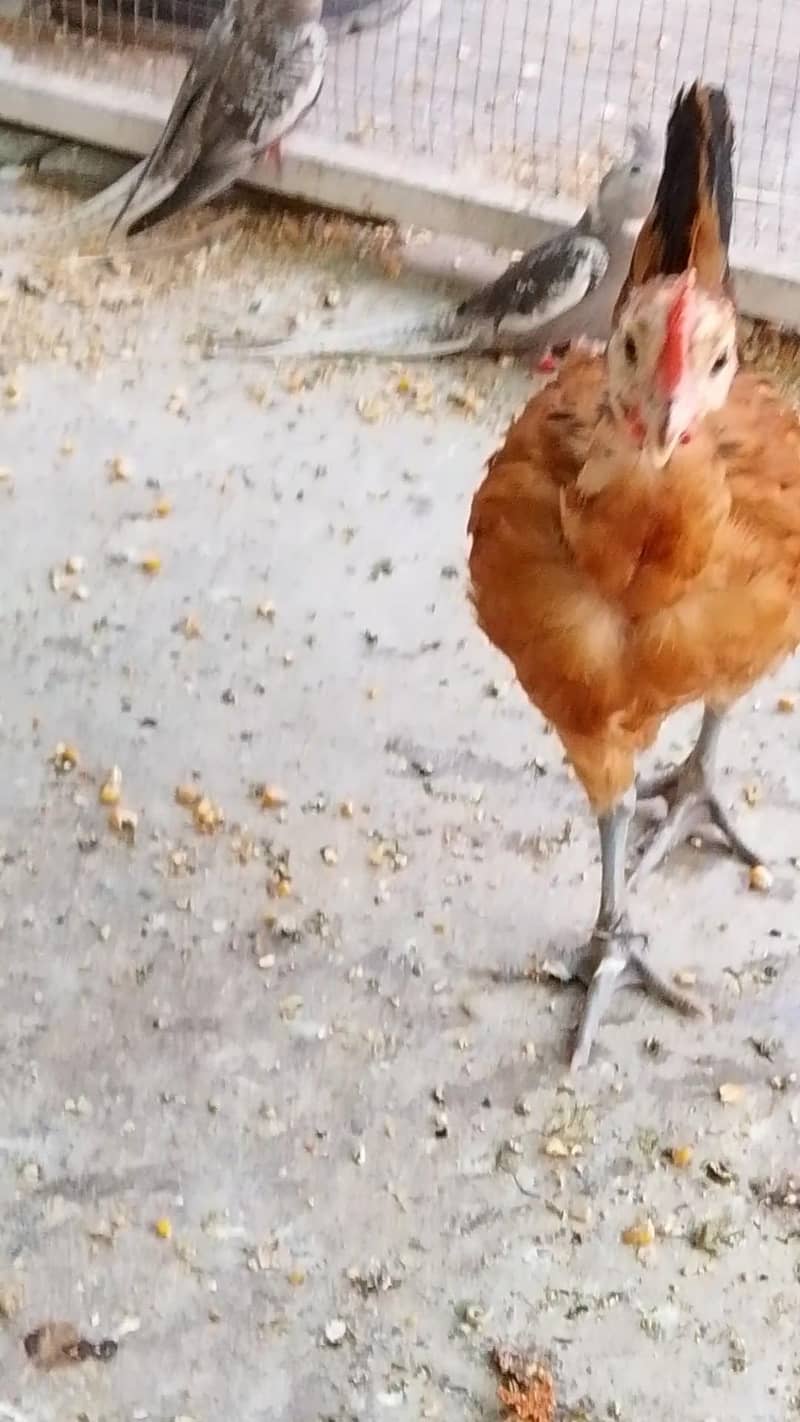 Desi murga 1