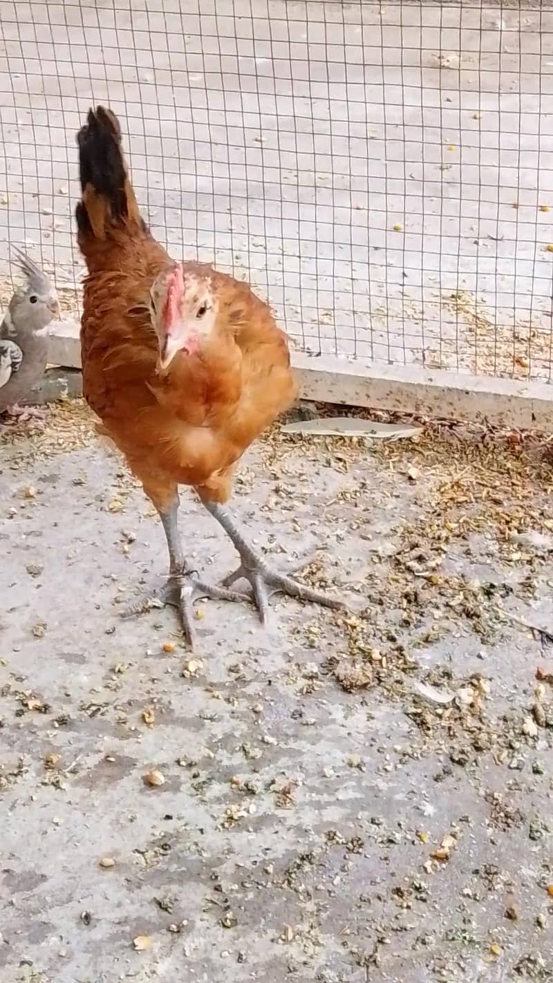 Desi murga 2