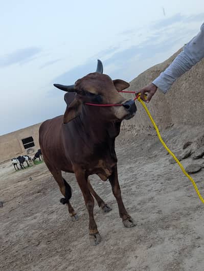 qurbani special 2026