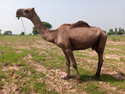 camel for sale 03299159285