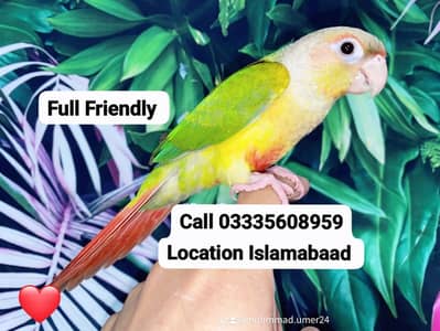 Hand Tamed Full Friendly Beautiful Conore Green Parrot