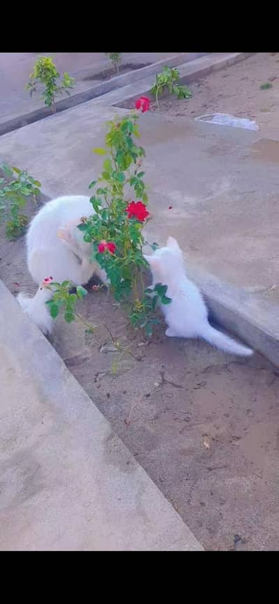 Kittens for sale