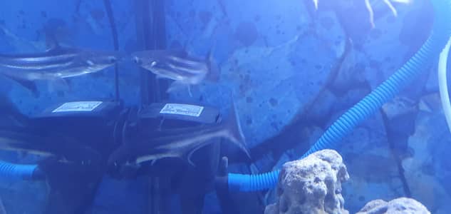 Playful Blue Line Shark