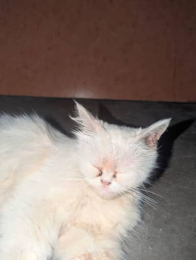 Persian cat for sale. - urgent